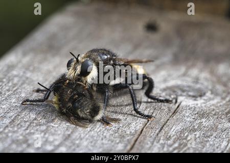 Gelbe Mordfliege oder gelbe Raubfliege mit einer Hummel als Beute. Das Insekt wird vom Jäger ausgesogen. Gelbe schwarze Haare bedecken den Jäger. Makro-sh Stockfoto