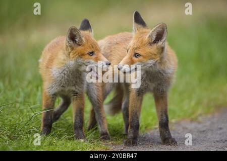 Rotfuchs (Vulpes vulpes), zwei junge Füchse stehen zusammen, Sommer, Hessen, Deutschland, Europa Stockfoto