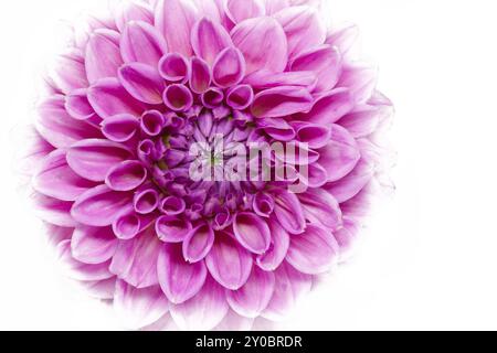 Dahlia in Blüte mit großer Schärfentiefe Stockfoto