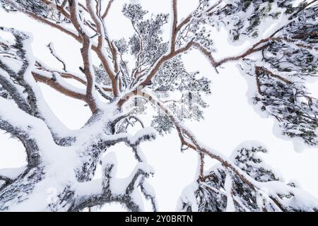 Schneebedeckte Kiefer, Muddus-Nationalpark, Laponia-Weltkulturerbe, Norrbotten, Lappland, Schweden, November 2016, Europa Stockfoto