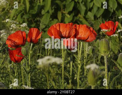 Sommerwiese mit Mohnblumen Stockfoto