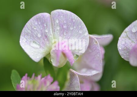 Gewöhnliche Wicke im Regen. Gewöhnliche Wicke mit Regentropfen Stockfoto