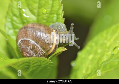 Schnecke in einem Baum (Cepaea nemoralis), schwarzmörnige gebänderte Schnecke auf einem Blatt Stockfoto