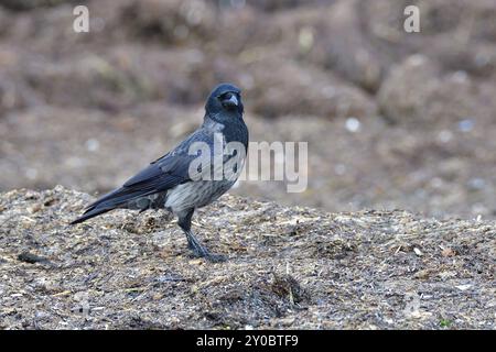 Aaskrähe auf der Suche nach Nahrung Stockfoto