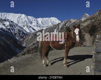 Horse and Tilicho Peak, Annapurna Conservation Area, Nepal, Asien Stockfoto