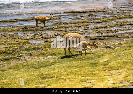 Nach Vicunas und Baby Weiden am Ufer des Sees bei Canapa bolivianischen Hochebene in Bolivien Stockfoto