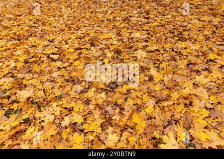 Orangenaplerblätter auf dem Boden beim Blatteinbruch, verschiedene Schattierungen von Orangenaplerblättern auf dem Boden bei bewölktem Wetter Stockfoto