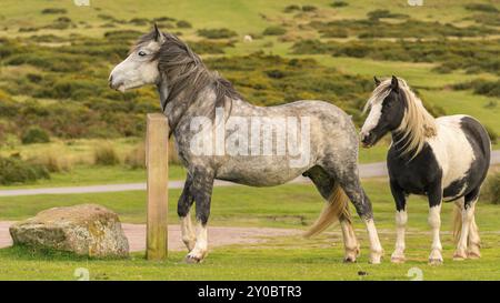 Wilde Pferde in der Nähe von Heu Bluff und Twmpa in die Schwarzen Berge, Wales, Großbritannien Stockfoto