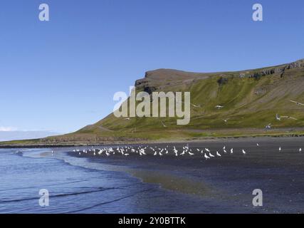 Möwen am schwarzen Strand und an der felsigen Küste in der Nähe von Olafsvik in Island Stockfoto