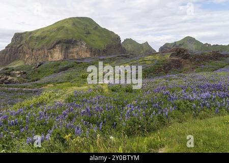 Lupinenfeld auf der Lava des Eldfell-Vulkans, Island, Europa Stockfoto