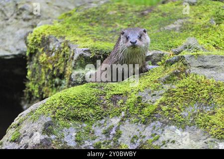 Europäische otter Stockfoto