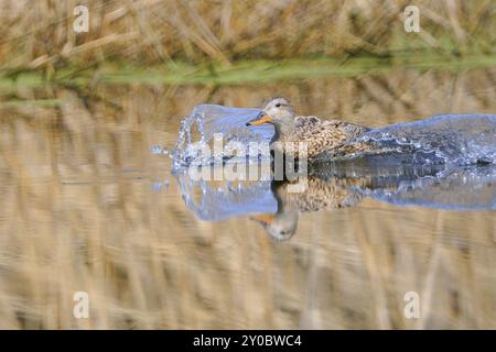 Gadwall Enten, Oberlausitz, Sachsen, Deutschland, Anas strepera, Gadwall, Deutschland, Europa Stockfoto