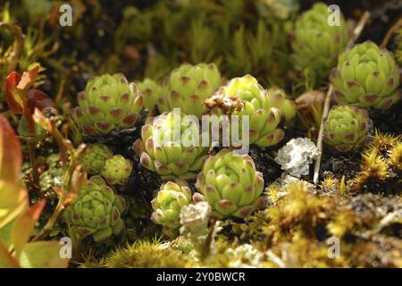 Alpenhausleek (Sempervivum tectorum ssp. alpinum) Stockfoto