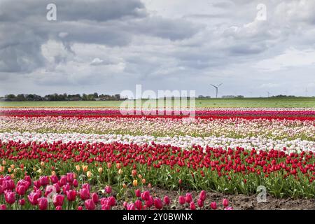 Farbenfrohe Tulpen auf niederländischen Feldern im Frühling Stockfoto