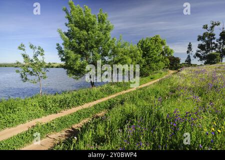 Camino en la dehesa primaveral, Estremoz, Alentejo, Portugal, Europa, Europa Stockfoto