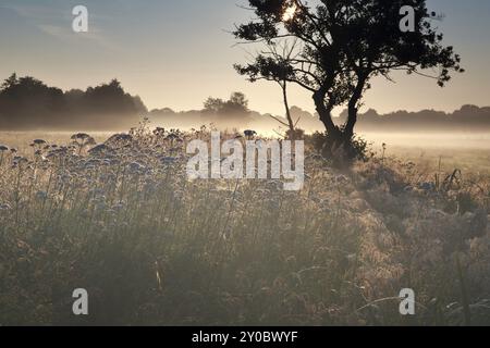 Schöner Sommernebel Sonnenaufgang auf der Wiese Stockfoto