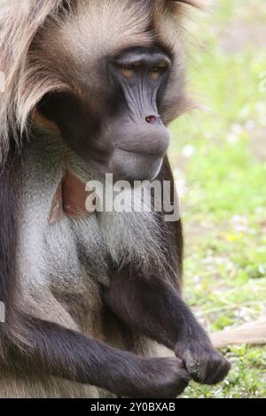 Djelada (männlich) Stockfoto