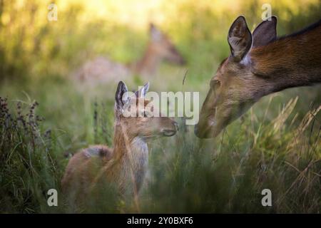 Ein junger Wapiti und seine Mutter, beschützt von den Gräsern und der Gruppe Stockfoto