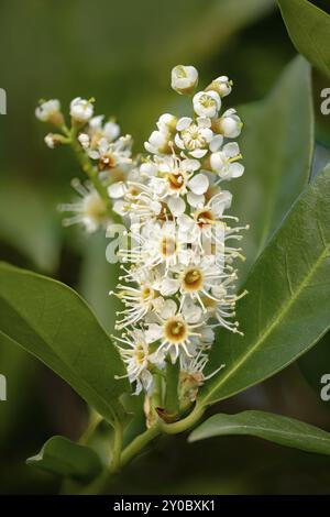 Makroaufnahme einer Blume des Kirschlauchs Laurocerasus mit Knospen und Blättern Stockfoto