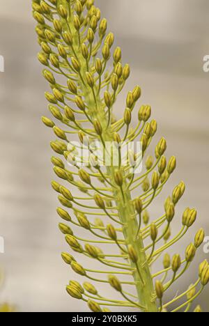 Eine Pflanze mit vielen gelben und kleinen Blüten Stockfoto