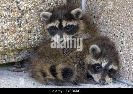 Der Waschbär (Procyon lotor) Zwei kleine, verängstigte Waschbären Stockfoto