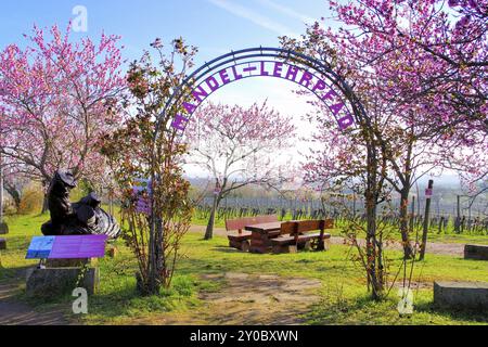 Landschaft rund um Gimmeldingen waehrend der Mandelbluete im Fruehling, Landschaft rund um Gimmeldingen während der Mandelblüte im Frühjahr, Deutschland, EU Stockfoto