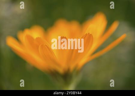 Marigold (Makrofoto) Stockfoto