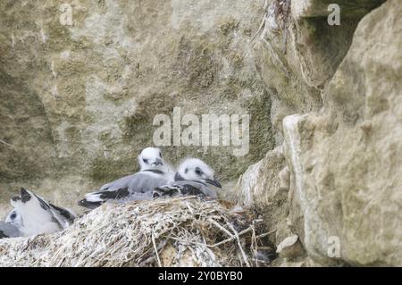 Zwei Kittiwake-Küken sitzen in ihrem Nest Stockfoto