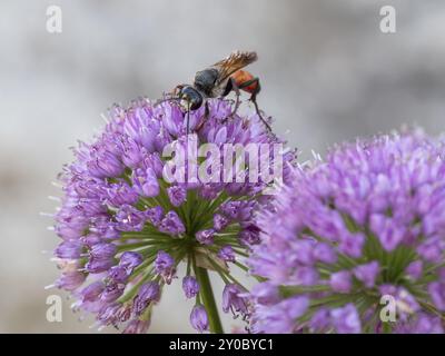 Sirex juvencus sitzt auf einer Schnittlauchblume Stockfoto