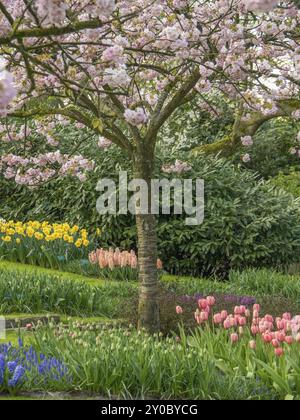 Ein blühender Kirschbaum, umgeben von verschiedenfarbigen Tulpen in einem Garten, Amsterdam, Niederlande Stockfoto