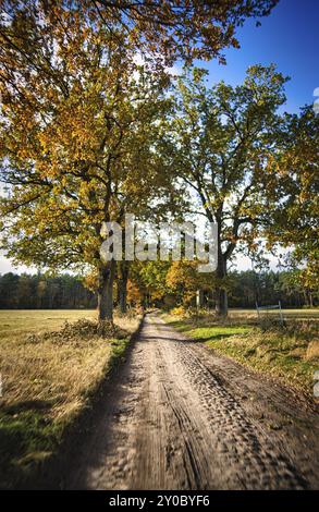 Waldweg in der Neuruppina-Heide. In herbstlicher Lichtstimmung. Das Laub glänzt in allen Herbstfarben Stockfoto