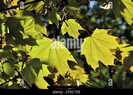 Ahorn Blätter in der Nähe auf und blauer Himmel, strahlende Sonne beleuchtet Stockfoto