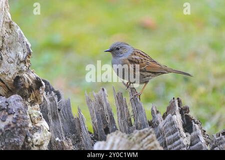 Dunnock (Prunella modularis), Sachsen, Oberlausitz Deutschland, Dunnock in Sachsen Stockfoto