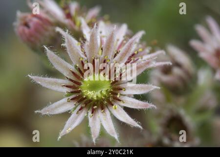 Hausleek (sempervivum) Nahaufnahme im Garten Stockfoto