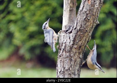 Nuthatch, Sitta Europa, Nuthatch, Europa, Mitteleuropa Stockfoto