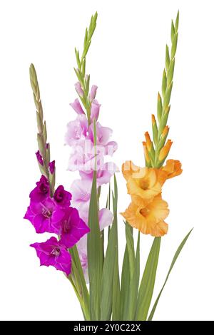 Drei Gladiolen (Gladiolus) auf weißem Hintergrund Stockfoto