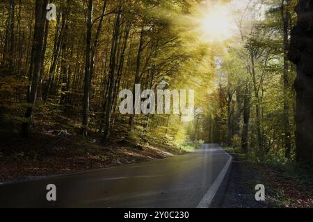 Straße durch Herbstwald mit Sonnenstrahlen Stockfoto