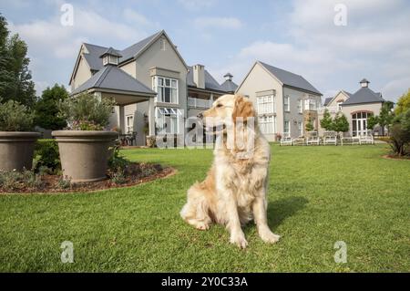 Golden Retriever zu Hause, sitzt im wunderschönen großen Garten des großen Herrenhauses, in dem sie wohnt Stockfoto