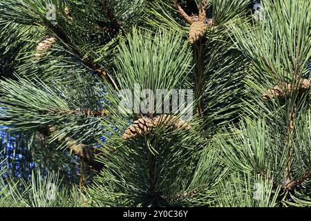 Pinus Mugo. Nadeln und Knospen hautnah Stockfoto