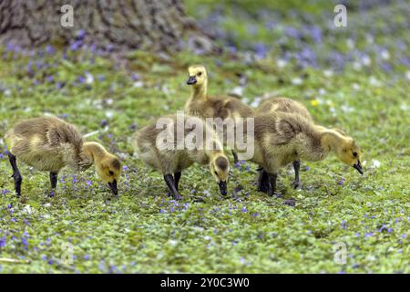 Kanadische Gänse, Gänse (Branta canadensis) am Ufer des Sees Stockfoto