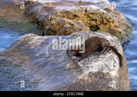 Amerikanischer Nerz (Neovison Vison) auf der Jagd auf dem Lake Michigan Stockfoto