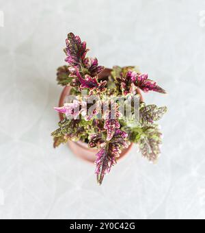 Solenostemon scutellarioides, allgemein bekannt als Coleus, in einem Terrakotta-Blumentopf Stockfoto