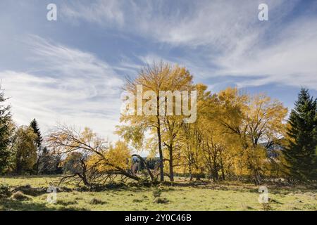 Espen im Herbst Stockfoto