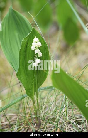 Maiglöckchen auf dem Waldboden. Grüne Blätter, weiße Blüten. Frühblüher, die den Frühling ankündigen. Blumen Foto aus der Natur Stockfoto