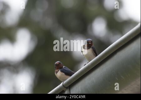 Zwei Scheunenschwalben, die auf einer Gosse sitzen Stockfoto