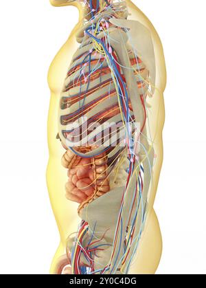 Transparenter menschlicher Körper mit inneren Organen, Nervensystem, Lymphsystem und Kreislaufsystem Stockfoto