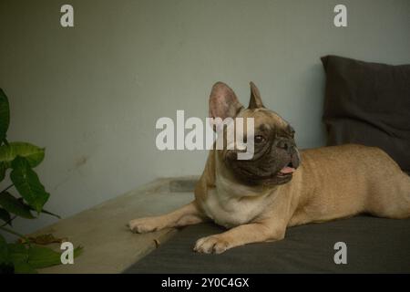 Eine braune, kitzfarbene französische Bulldogge, die sich im Sitzbereich entspannt Stockfoto