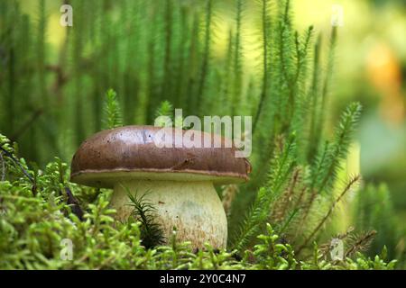 Nahaufnahme eines Buchtpilzes, der auf einem moosigen Waldstamm wächst, mit natürlichen Texturen und Erdtönen in einer ruhigen Waldlandschaft Stockfoto
