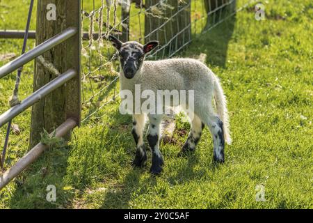 Neugierig Lamm auf einer Wiese in die Kamera schaut Stockfoto