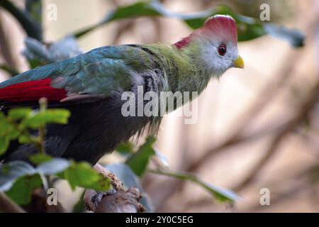 Rotkäppchen-Turaco (Tauraco erythrolophus) in einem Baum ruhend Stockfoto